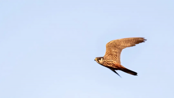 山西鳥類圖鑑 &vert; &ZeroWidthSpace;燕隼（sǔn）