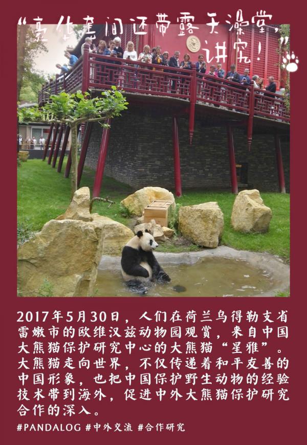 鏡觀中國丨大熊貓的30張拍立得：一部保護“滾滾”的PLOG