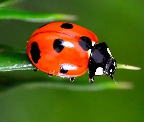 中國常見動植物(動物篇四)