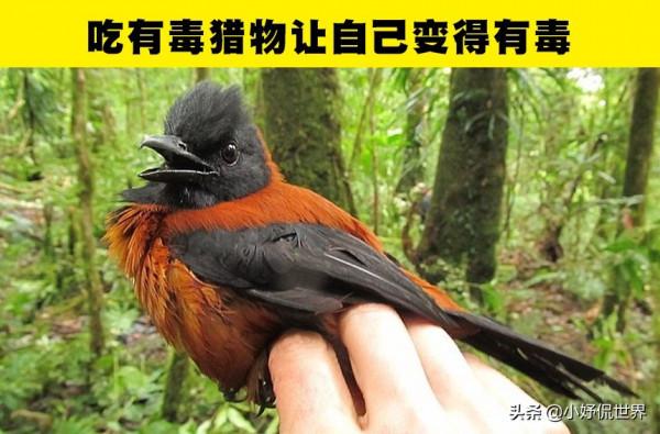 動物冷知識:足以讓人類羨慕的7種動物的特殊能力 動物冷知識:足以讓人類羨慕的7種動物的特殊能力