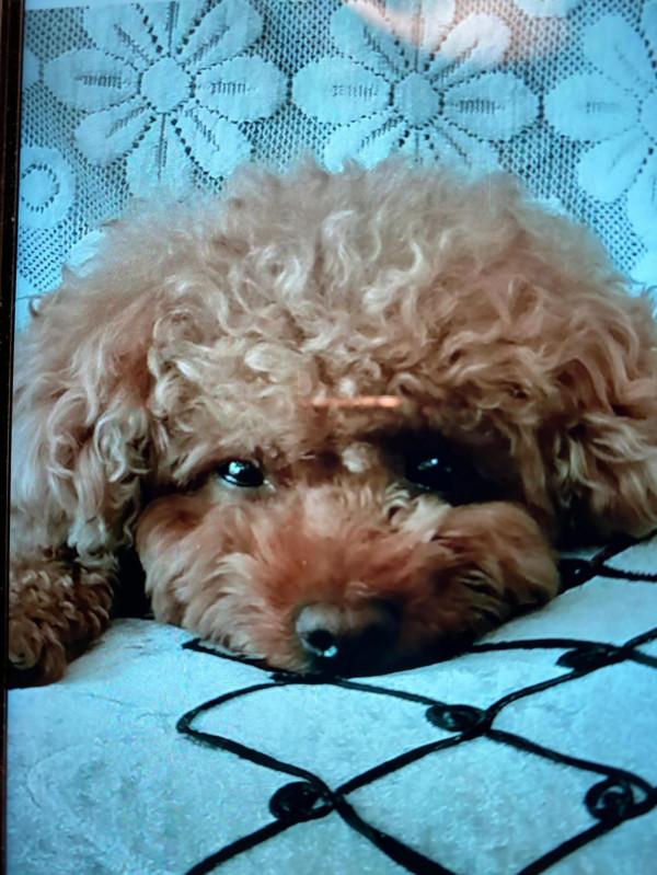 快來欣賞這些可愛的動物們