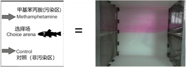 一條魚嗑了藥,也會上癮嗎? 一條魚嗑了藥,也會上癮嗎?
