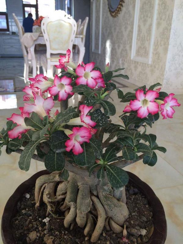 6種&OpenCurlyDoubleQuote;小多肉&rdquo;，輕鬆養成&OpenCurlyDoubleQuote;樹&rdquo;，身高八米，開花漂亮