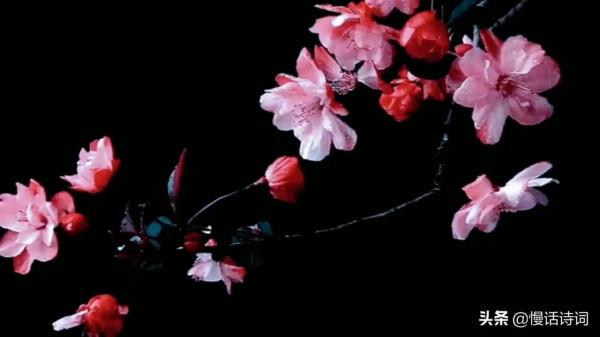 毛澤東的詠梅詞,洞察世事,梅花不懼嚴寒,抱雪盛開 毛澤東的詠梅詞,洞察世事,梅花不懼嚴寒,抱雪盛開