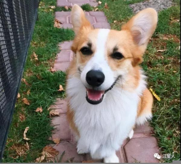 “有眉毛”的狗竟然這麼有魅力