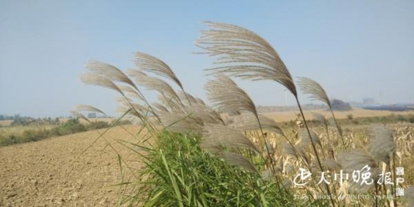 秋日蘆花別樣美