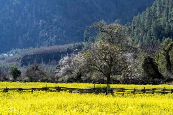 川藏南北線看花，追逐中國最美的春天