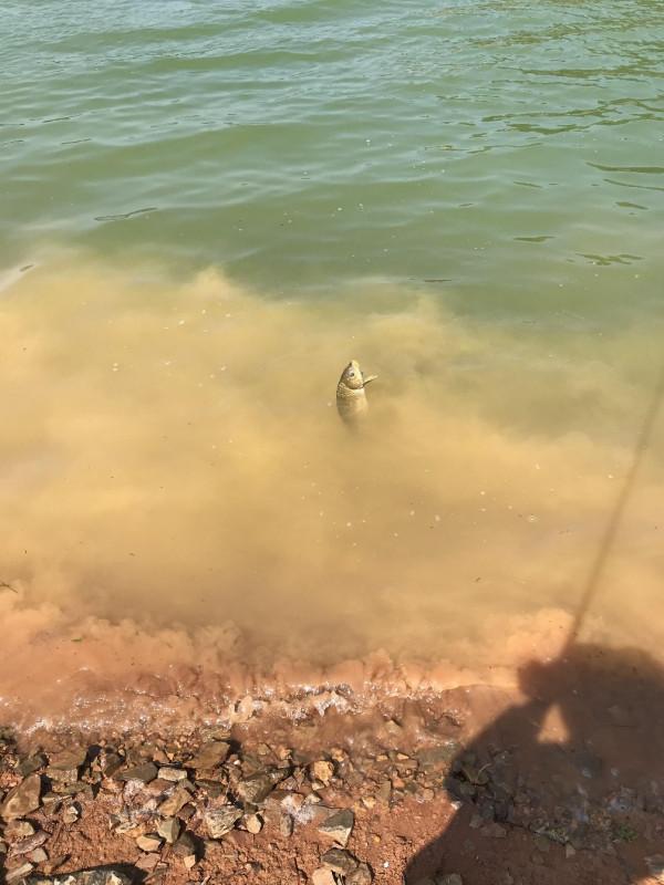 官莊水庫野釣爆護之旅,看看大師如何使用者實踐來證明 官莊水庫野釣爆護之旅,看看大師如何使用者實踐來證明