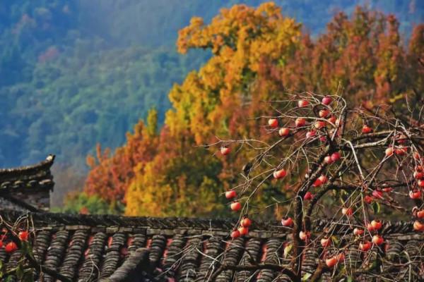 浙江最美公路 浙江最美公路