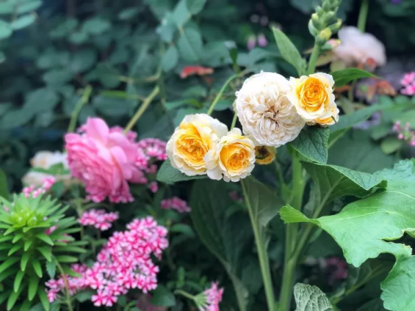 （2019）園丁獎露臺組《003號》一卷花薔 沉澱的時光