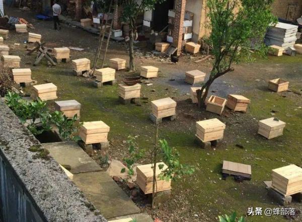 3種冬天才能釀出的蜂蜜，一種比一種貴，還是標準的“土蜂蜜”