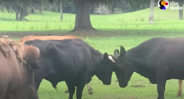 美國一頭牛逃出屠宰場，警察追捕8個月，結果整個小鎮都愛上它了