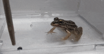 神奇的昆蟲逃生