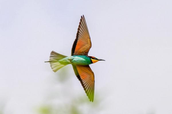 照片故事~黃喉蜂虎 照片故事~黃喉蜂虎