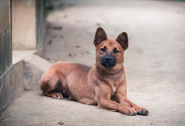 這幾種狗，“棄養率”最高，太讓人心疼了