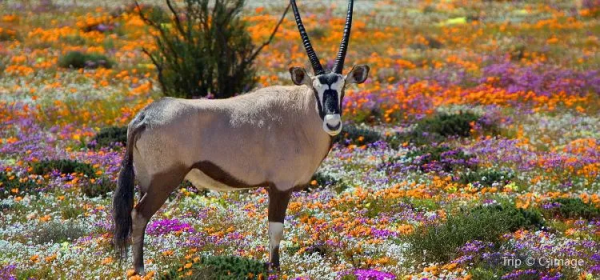 世界那麼大，多肉那麼美，我們一起去看看吧 | 南非多肉欣賞