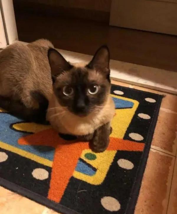 新手怎麼養貓之貓貓的種類