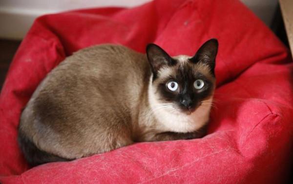 最“受歡迎”的幾種貓咪,附上市場價格,別再買貴了 最“受歡迎”的幾種貓咪,附上市場價格,別再買貴了