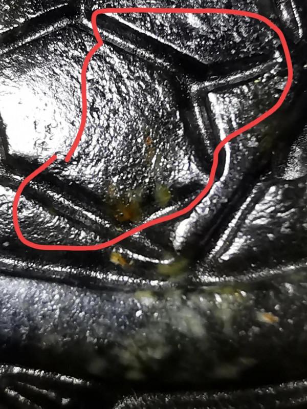 白玉五彩沁絞絲三龍佩皮殼所表現的無法可仿本質特徵,跟仿品比較 白玉五彩沁絞絲三龍佩皮殼所表現的無法可仿本質特徵,跟仿品比較