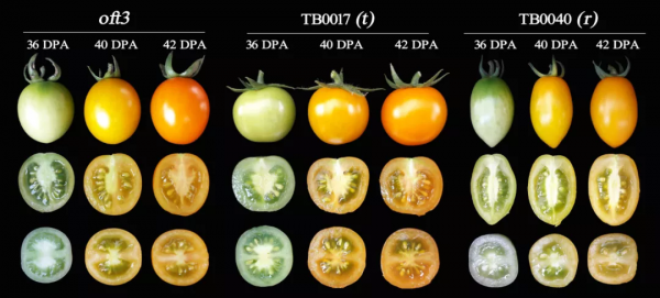 【科研進展 】我院蔬菜所揭示番茄類胡蘿蔔素調控新機制