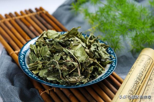 每天一味中藥－桑葉