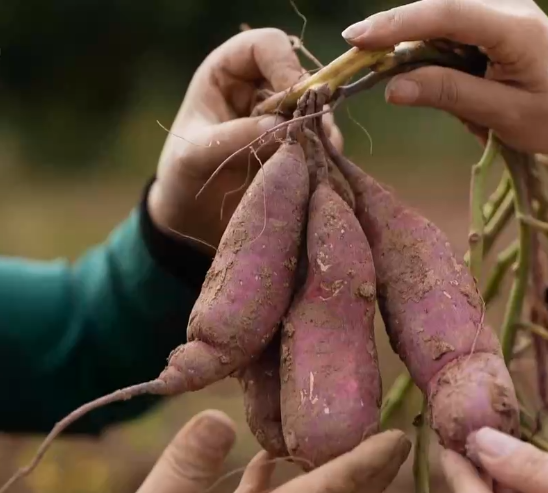 丈夫說她走火入魔了，她花掉10年幾百萬積蓄，還欠200萬！為啥？