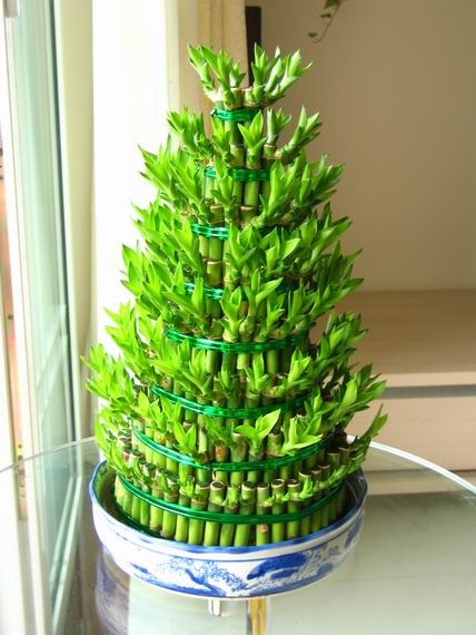 家中養&OpenCurlyDoubleQuote;5種竹&rdquo;，富貴不俗，護家祥瑞，好日子節節高升