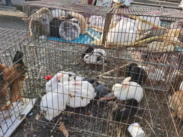 東北大集都有點啥，快跟我一起逛逛