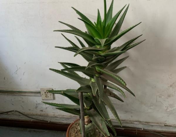 懶人養花選這3樣，很耐旱，盆栽省心好活，還能修身養性