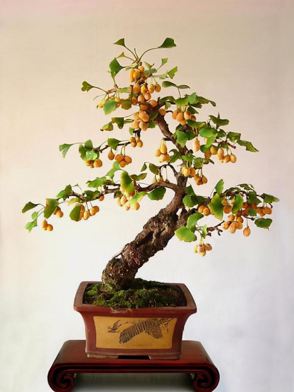 有3種樹價值高，擺在客廳就是“鎮宅木”，養成老樁，盆盆上千