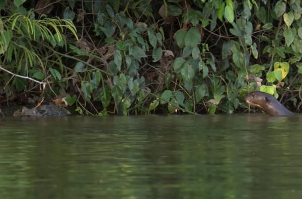 新加坡水獺圍攻英國男子險致其身亡，網友：鱷魚都被水獺吃光了？