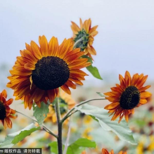 金秋去哪看向日葵花海?這三處強推!有的還能露營~ 金秋去哪看向日葵花海?這三處強推!有的還能露營~