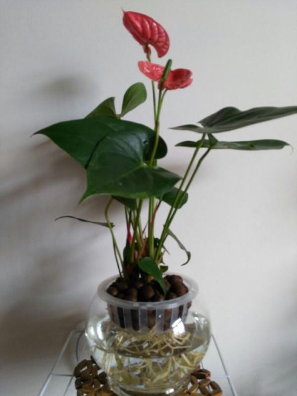 紅掌水培總是爛根嗎？這樣做告別爛根
