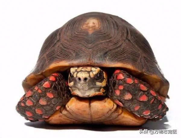 異寵大軍來襲,這些常見的寵物龜龜你都知道嗎? 異寵大軍來襲,這些常見的寵物龜龜你都知道嗎?