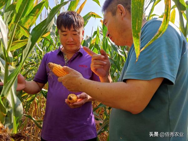 2022年玉米品種該怎樣選？基層農資店透露3個標準，抗鏽病成焦點