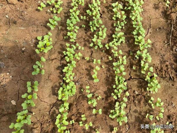 種菜土壤老是乾硬、板結?3個措施綜合管理,土質鬆軟,不妨一試 種菜土壤老是乾硬、板結?3個措施綜合管理,土質鬆軟,不妨一試