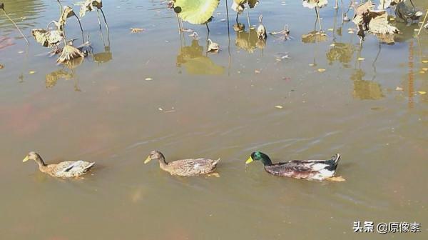 金秋十月，騎行大運河森林公園