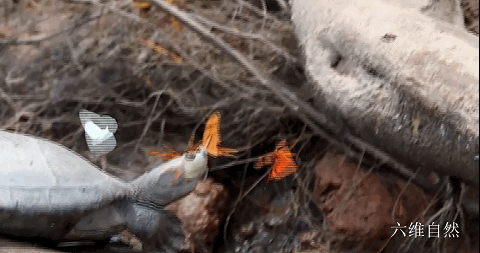 巴西一群烏龜剛上岸,就被一群蝴蝶圍著,蝴蝶還在吸食烏龜的眼淚 巴西一群烏龜剛上岸,就被一群蝴蝶圍著,蝴蝶還在吸食烏龜的眼淚