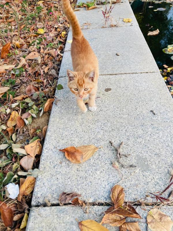 與貓結緣了 與貓結緣了