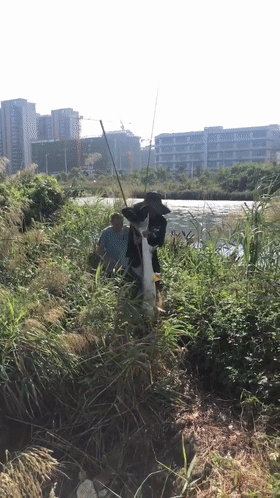 1.3米長水老虎被困小水塘,被人釣起時已瘦脫了形,網友:太慘了 1.3米長水老虎被困小水塘,被人釣起時已瘦脫了形,網友:太慘了