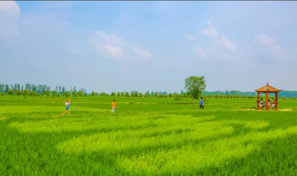 河南一低調縣城，規模不大稻田畫卻超美，門票免費名氣不大