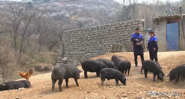 河北大哥創業養黑豬，逆境中“巧”翻身，一年收入達900多萬元