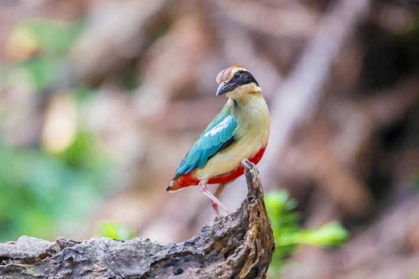 “鳥中西施”現身上海公園，全身羽毛有8種顏色，全國不到2000只