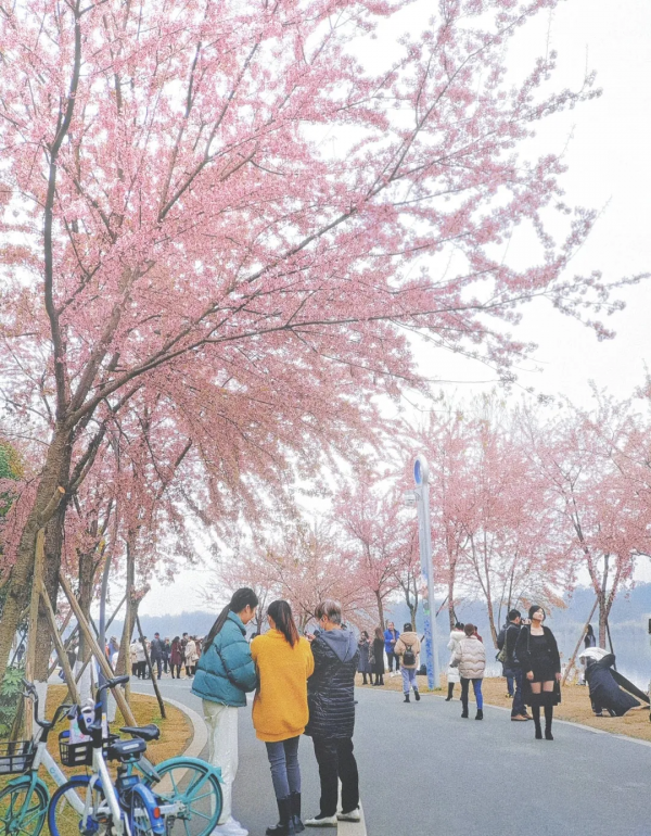 速來打卡！青龍湖超美冬櫻花上線~