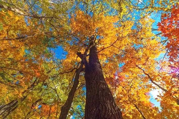 最美的五彩楓葉 最美的五彩楓葉