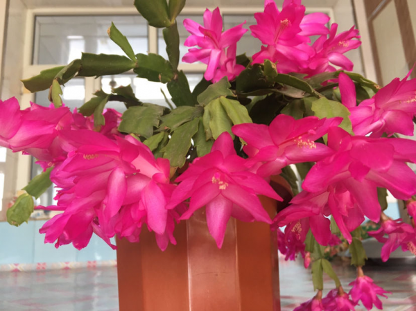 沒光也能開花的4種植物，花香濃郁寓意好，冬天養正合適