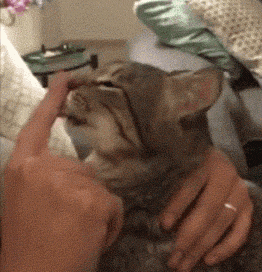 貓狗一直掉毛，兇手竟是我自己？