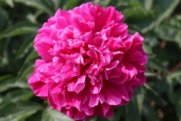 注意，芍藥一年種一次，晚了全年不開花