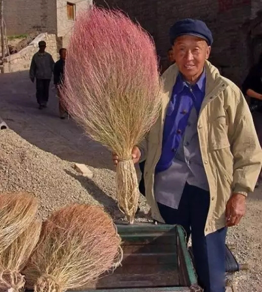 38種路邊的野菜，常常見到但不一定都認識，看你吃過幾種？