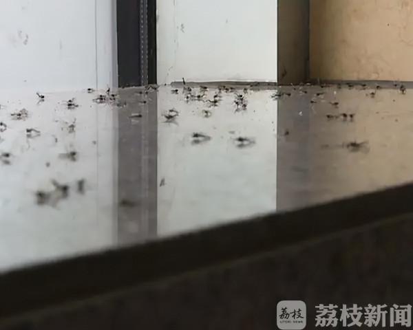 天冷了！成群小蟲入室蹭暖氣…